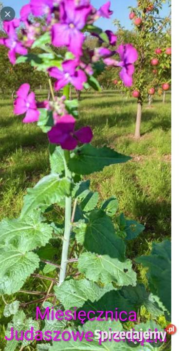 Miesięcznica Judaszowe srebrniki Suszki kwiat do Kraków sprzedam