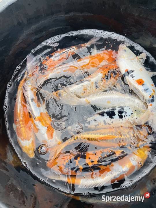 Karpie Koi Mościejewo