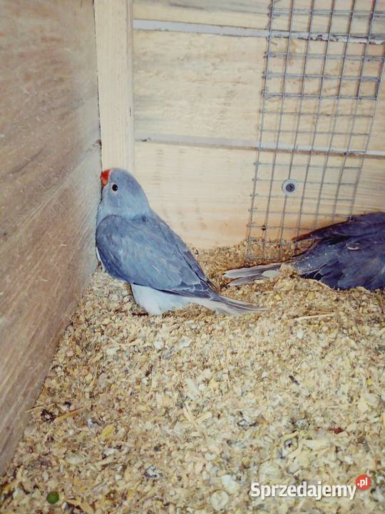 Aleksandretty Aleksandretta Podmokle Małe