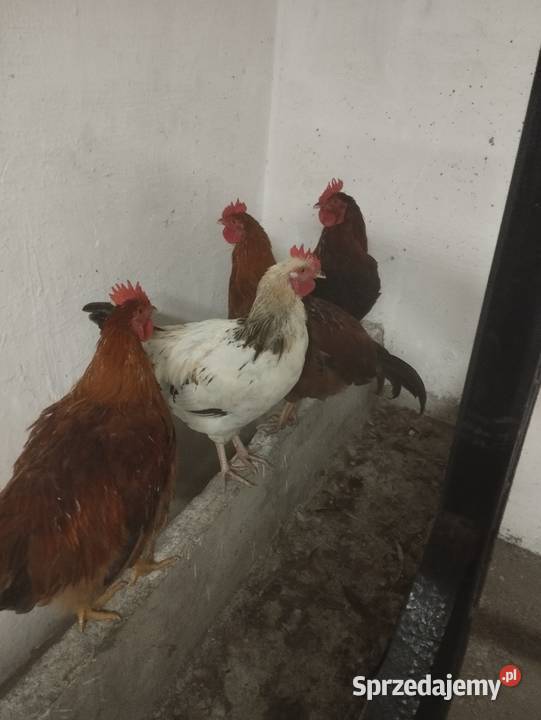 Sprzedam młode kogutki Staniszewskie
