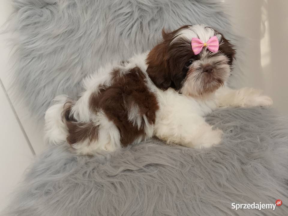 Biało czekoladowa suczka rasy ShihTzu Ostrzeszów