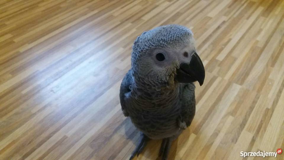 Żako Papuga Pozostałe Łódź