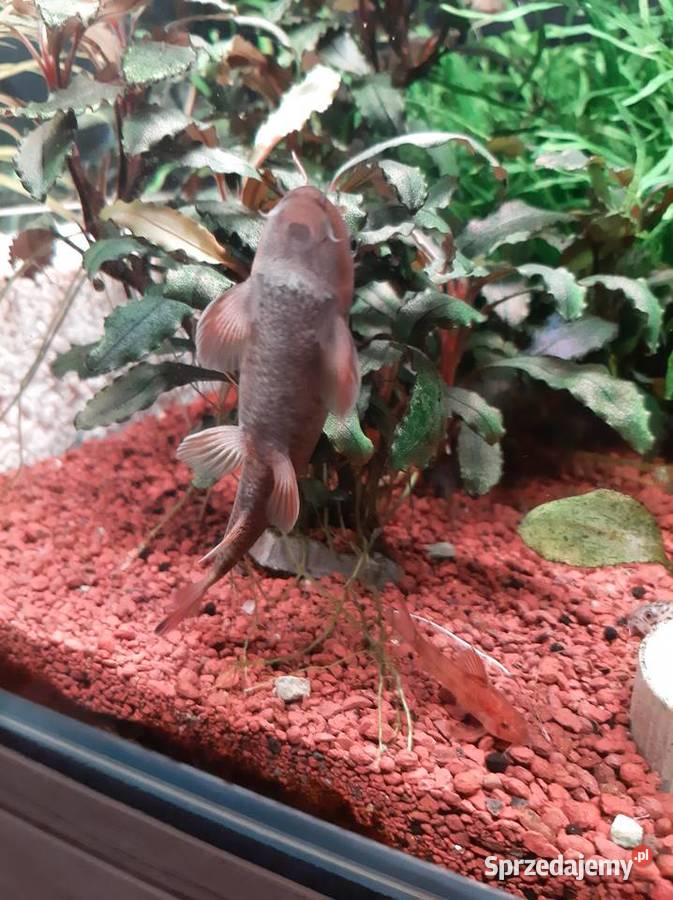 Garra rufa Brzanka ssąca Kraków