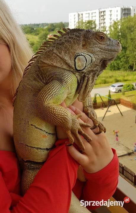 Sprzedam legwana zielonego Iguana Iguana Lublin