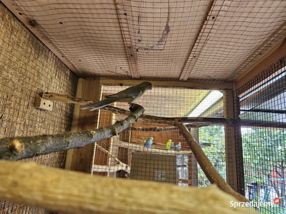 Sprzedam papugi Rozele Królewskie 2025r Ptaki