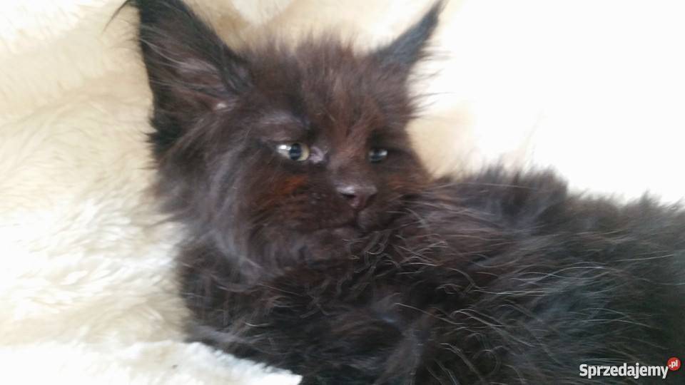 maine coon czarny kocurek
