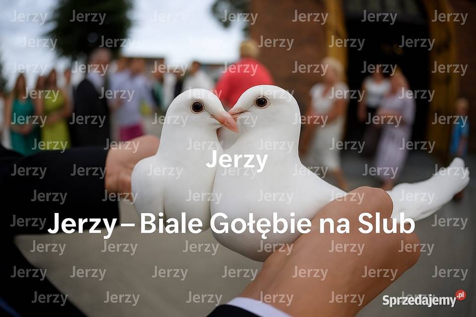 Białeślubne gołębie wojdolnośląskie i opolskie Opole