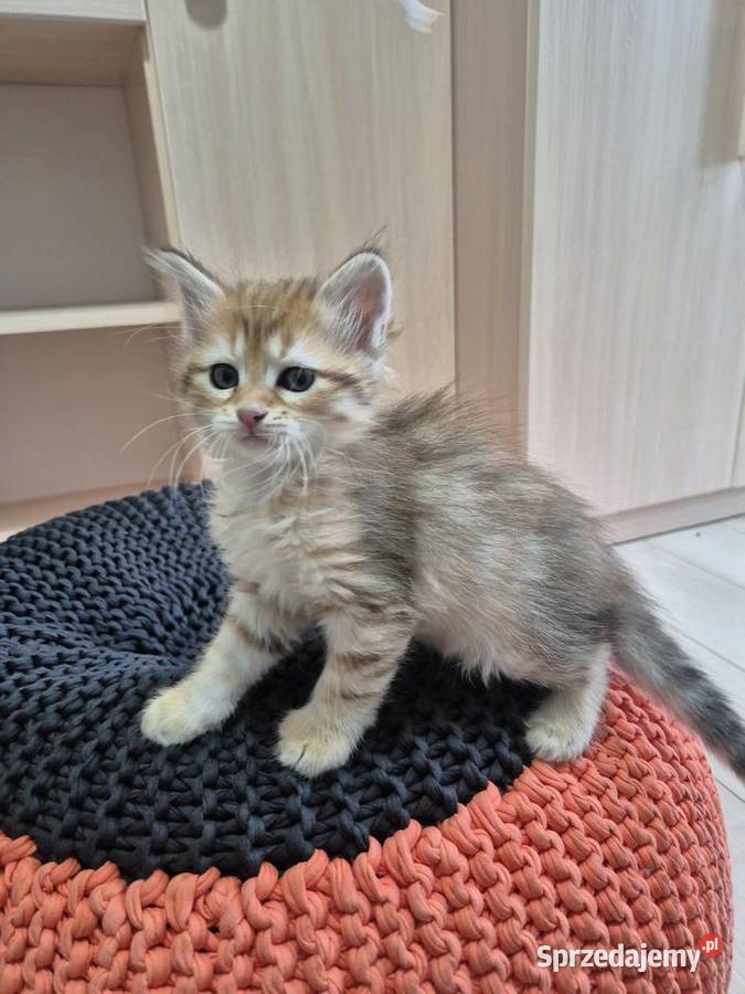 Syberyjska Kotka OFELIA rodowód FIFE FPL Syberyjski Stary Broniszew