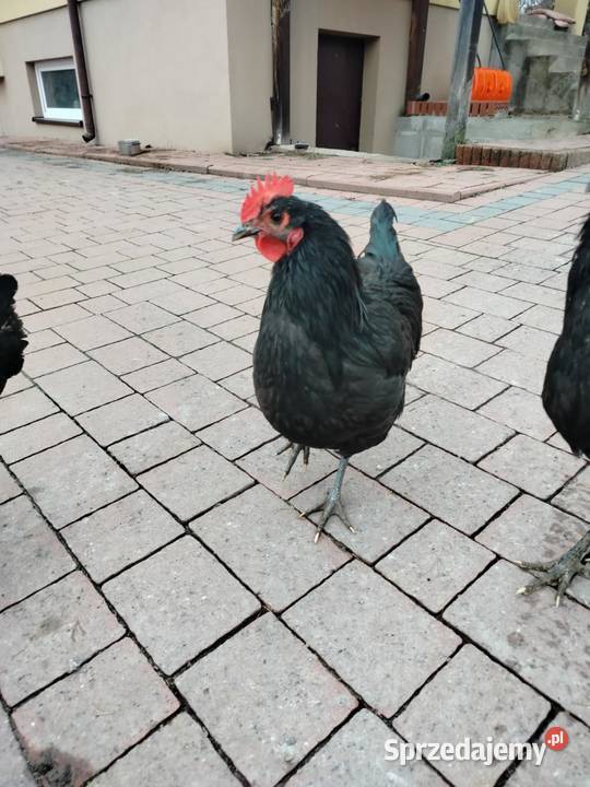 Koguty rasy australorp świętokrzyskie Sandomierz