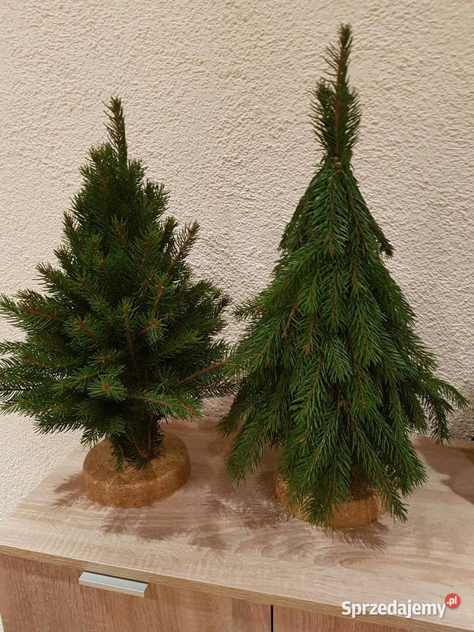 Choineczki ze świerku Tarło
