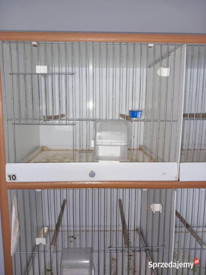 Regał na ptaki Poznań