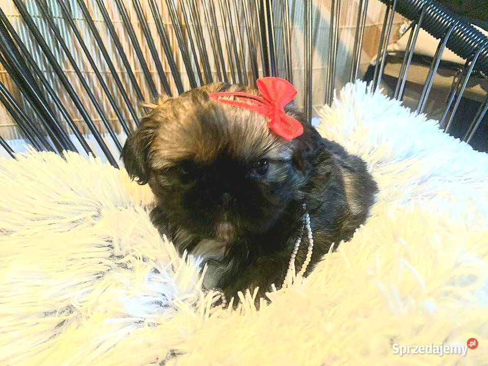 ShihTzu z IV pokoleniowym rodowodem DNA Polski Kozy sprzedam