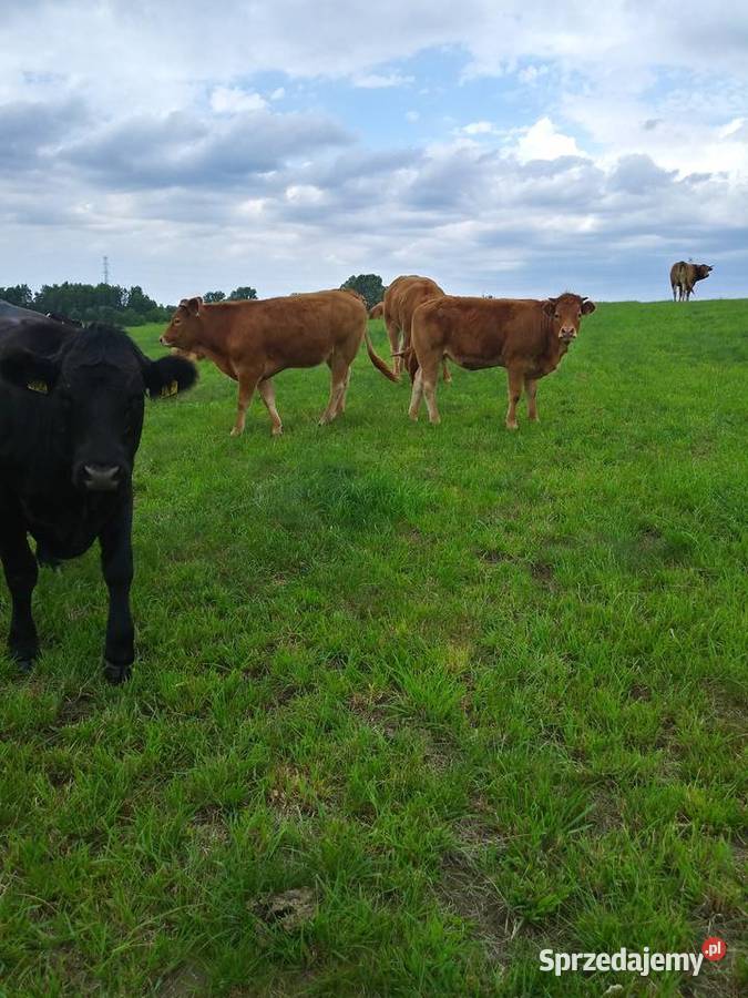 4 jałówki 100 LM Limousine Warszkowo