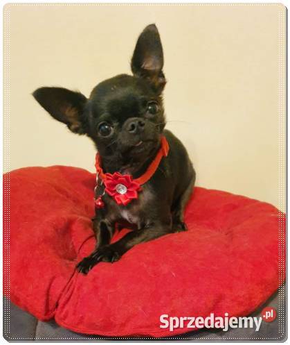 Maleńki Chihuahua Franio śląskie Częstochowa