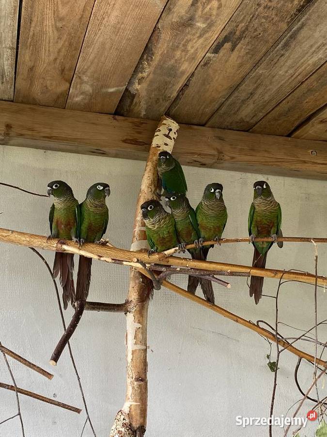 papugi rudosterki zielonolice, rudosterka zielonolica z dna