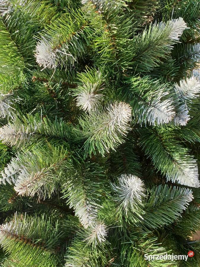 CHOINKI NA PNIUcałe zielone białe końce choinki Poręba