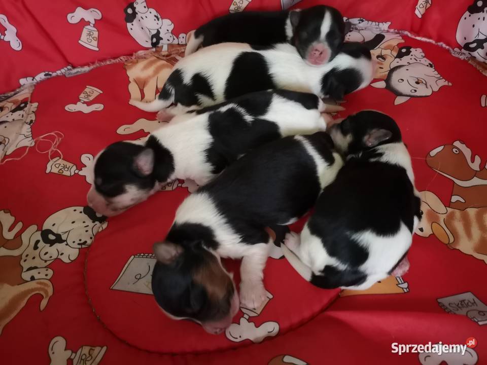 Yorki Terriery Biwerki tricolor Zator