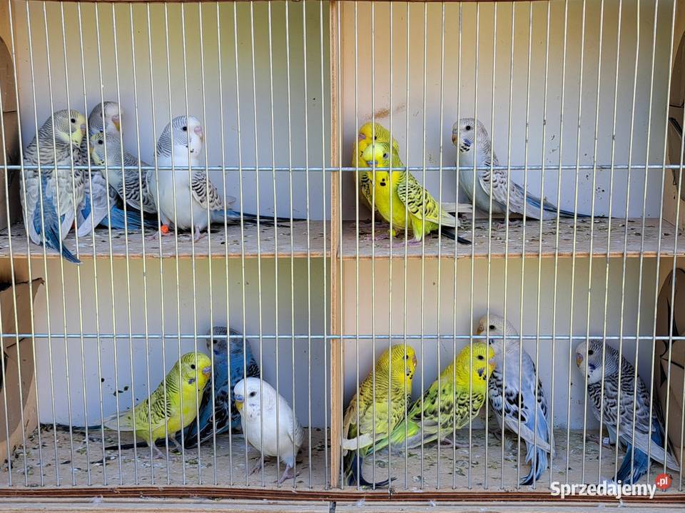 Papugi papużki faliste TCB sprzedam