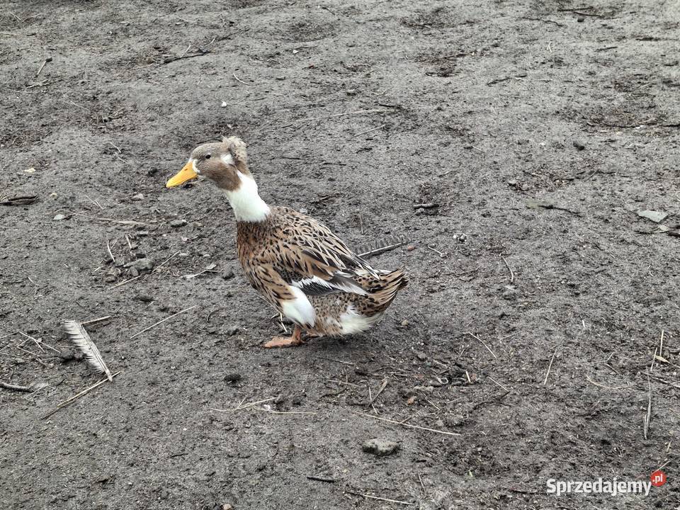 czubata kaczka Sułoszyn
