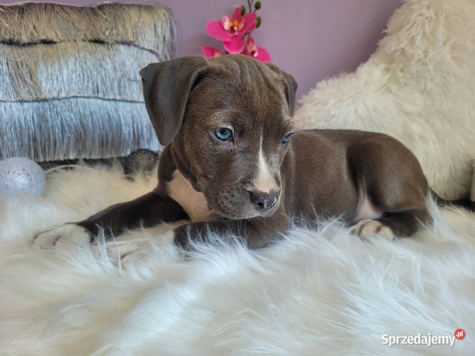 Cudowne i rodzinne szczeniaki Amstaff blue Amstaff małopolskie Kraków