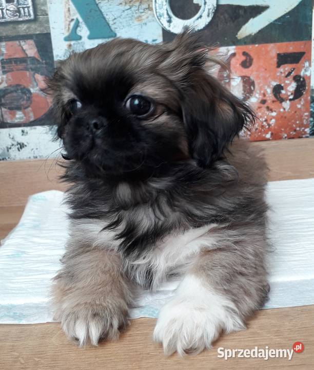 Pekińczyki gotowe do zmiany domu