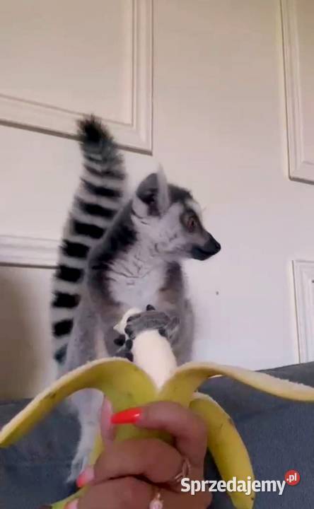 Sprzedam młode Lemury Katta Lemur catta oswojone śląskie Żory