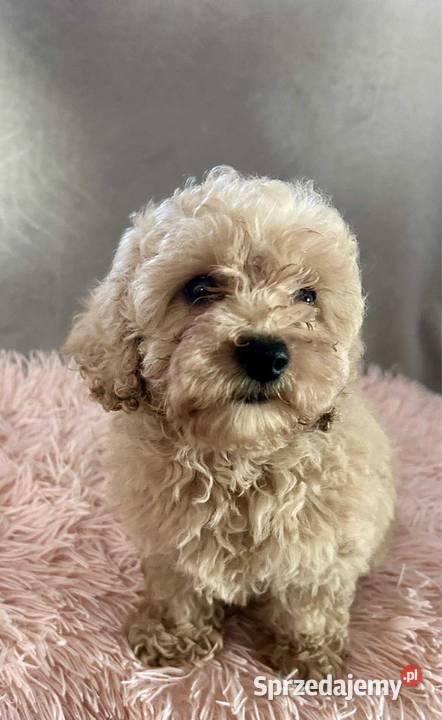 Pudel Toy apricot chłopiec kujawsko-pomorskie Solec Kujawski