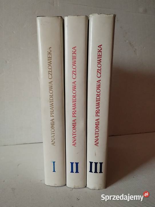 ANATOMIA POPRAWNA CZŁOWIEKA tom 13 Olkusz