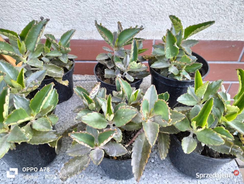 Żyworódka zdrowa roślina Modlnica