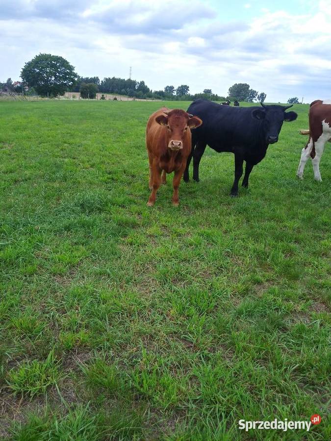 4 jałówki 100 LM Limousine sprzedam