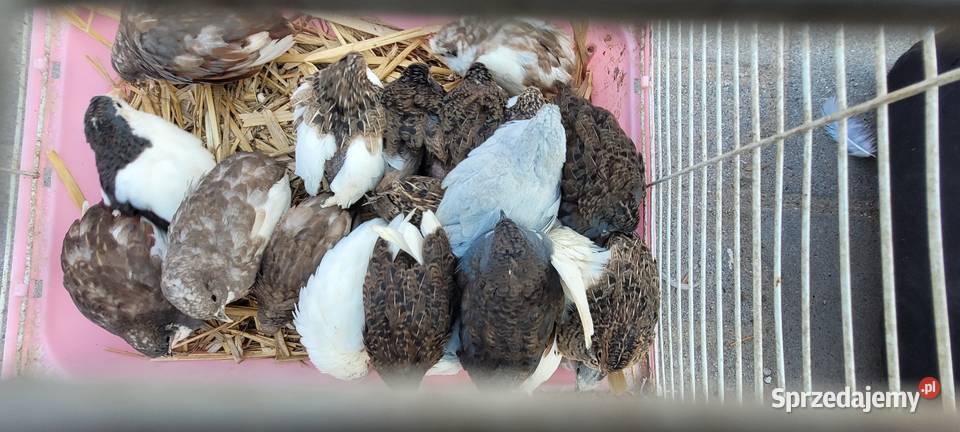 Przepiórki chińskie Skierniewice