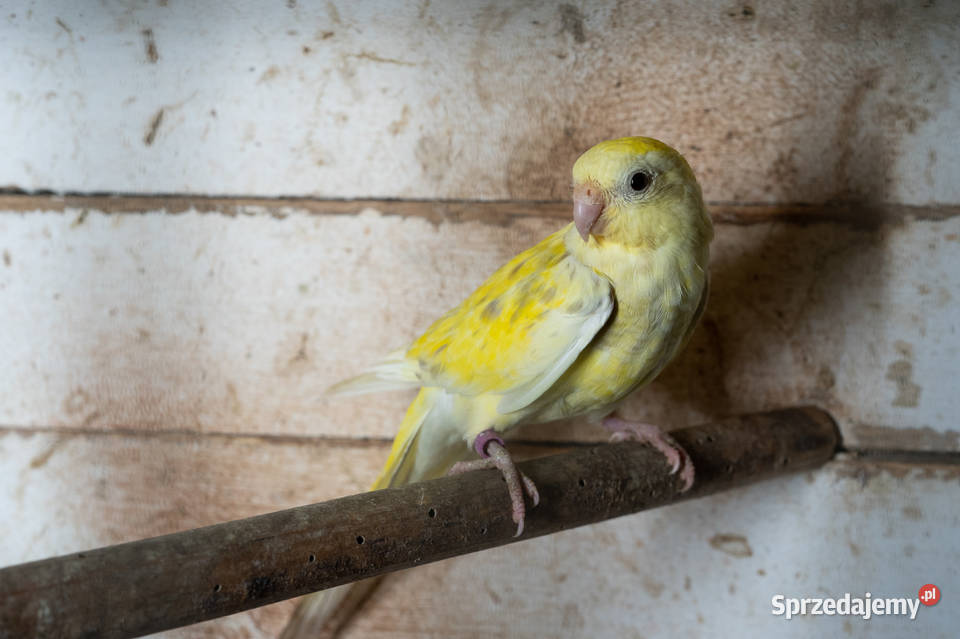 Świergoty para 20212023 Chmielnik