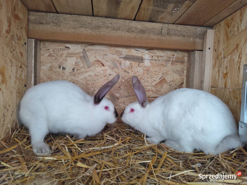 Króliki samce i samice Lubatówka