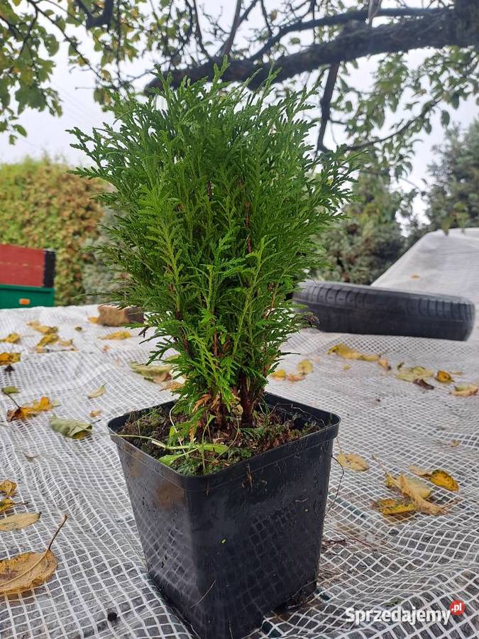 Tuje szmaragd daniki podkarpackie Dębica sprzedam