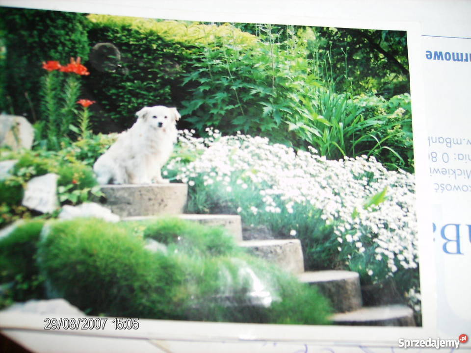 Goździk chiński biały pachnącybylina Bydgoszcz