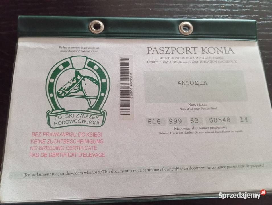 Sprzedam klacz zimnokrwista Radawa sprzedam