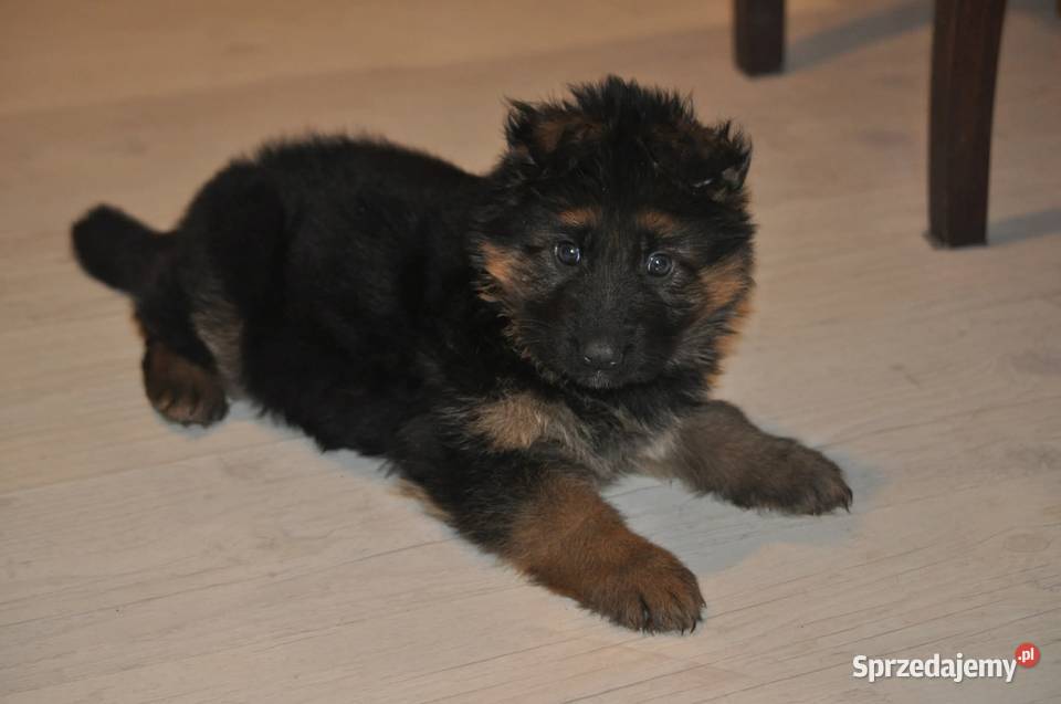 Owczarek Niemiecki Długowłosy szczenięta FCI Poniec