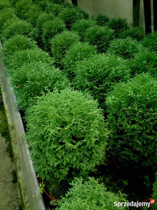 Tuje kuliste Globosa Danica Hoseri Miriam Golden Proszowice