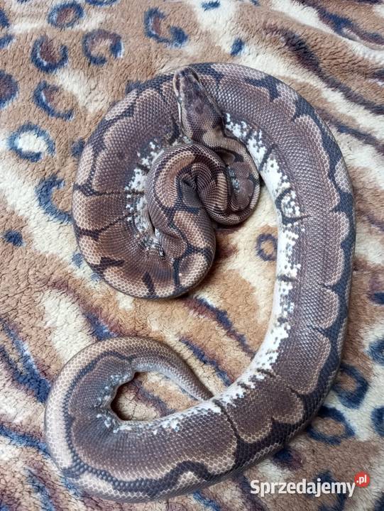 Dorosła samica spider Krzyżewo