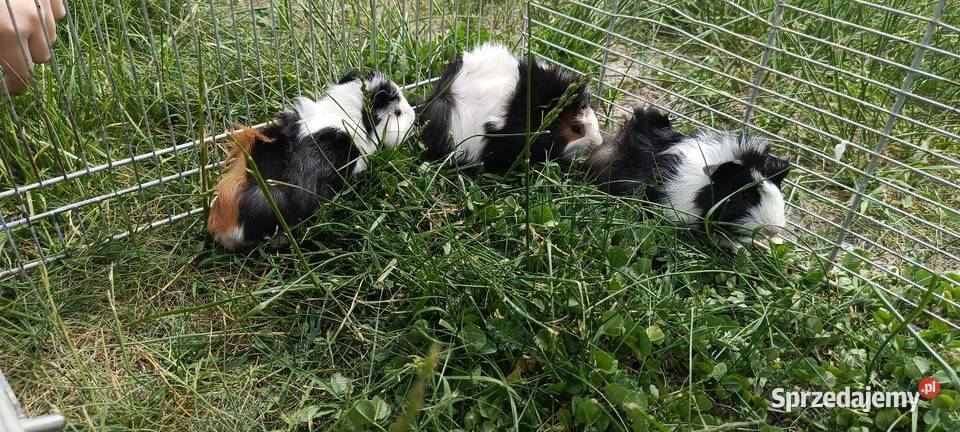 Świnka morska gładkowłose rozetki i inne Gryzonie Jastrzębie-Zdrój