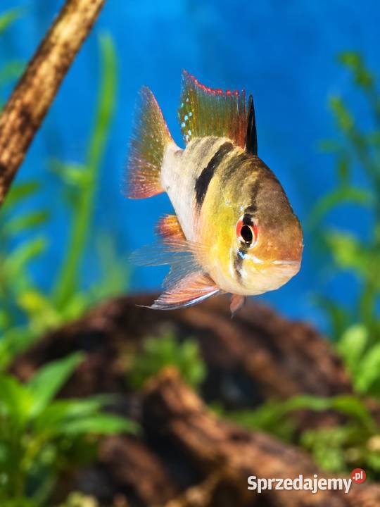 PIELĘGNICZKA RAMIREZA Mikrogeophagus ramirezi