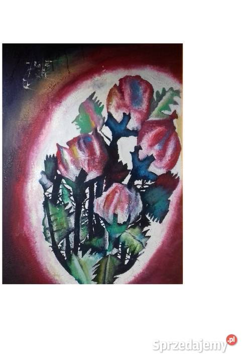 Gloriańskie Tulipany Jarosław sprzedam