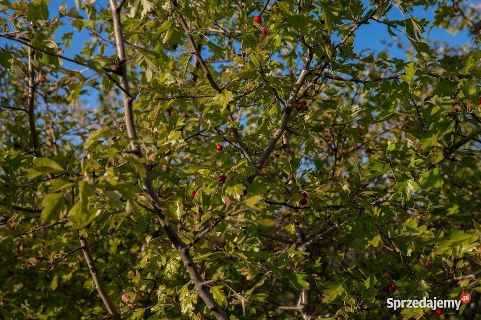 Głóg jednoszyjkowy Crataegus monogyna 90120 z wielkopolskie