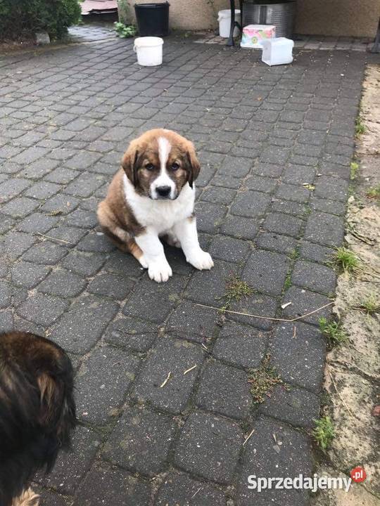 Owczarek Środkowoazjatycki Szczeniaki Iłża sprzedam