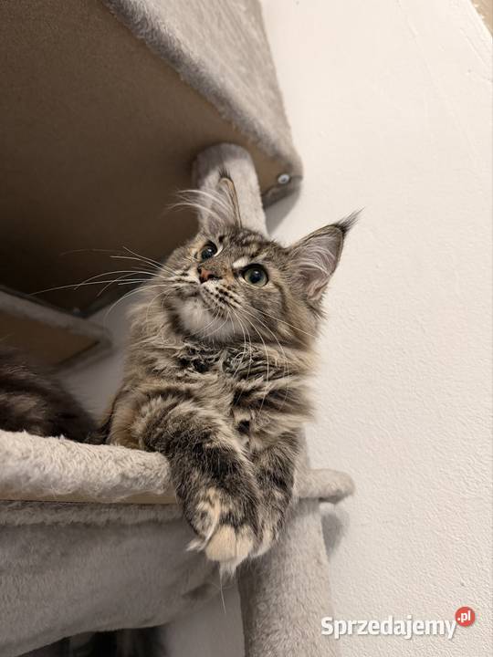 Maine coon kocięta Starogard Gdański