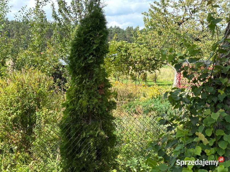 Ogródek działkowy 500 m2 w Trynosach 20 000 mazowieckie Trynosy-Osiedle