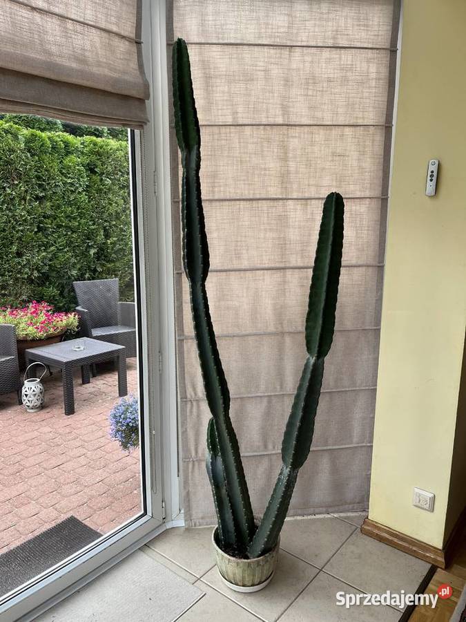 Kaktus 2m niezwykły olbrzym MEXICO okazja Gdańsk