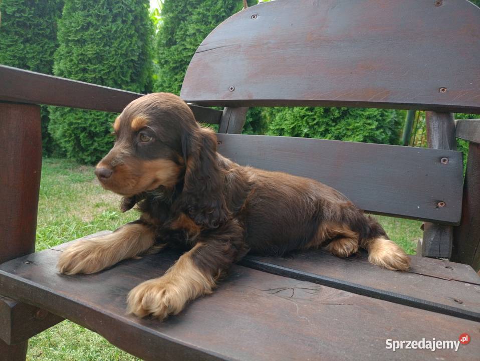 Cocker Spaniel Angielski Płock