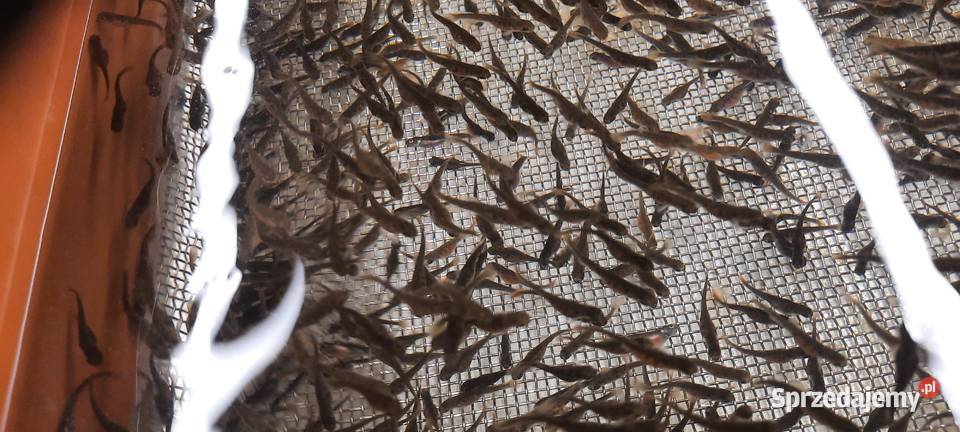 Wylęg pstrąga tęczowego Izdebno