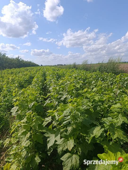Sprzedam sadzonki porzeczki czarnej Lipsko